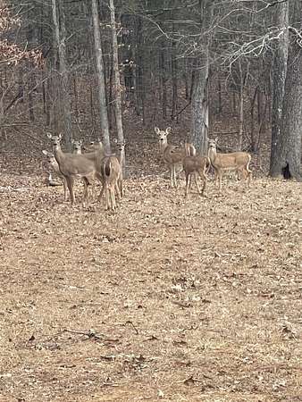 0.5 Acres of Residential Land for Sale in Shirley, Arkansas