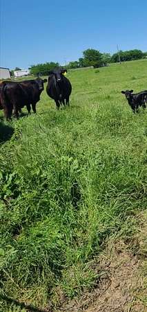 2 Acres of Mixed-Use Land for Sale in Lone Oak, Texas