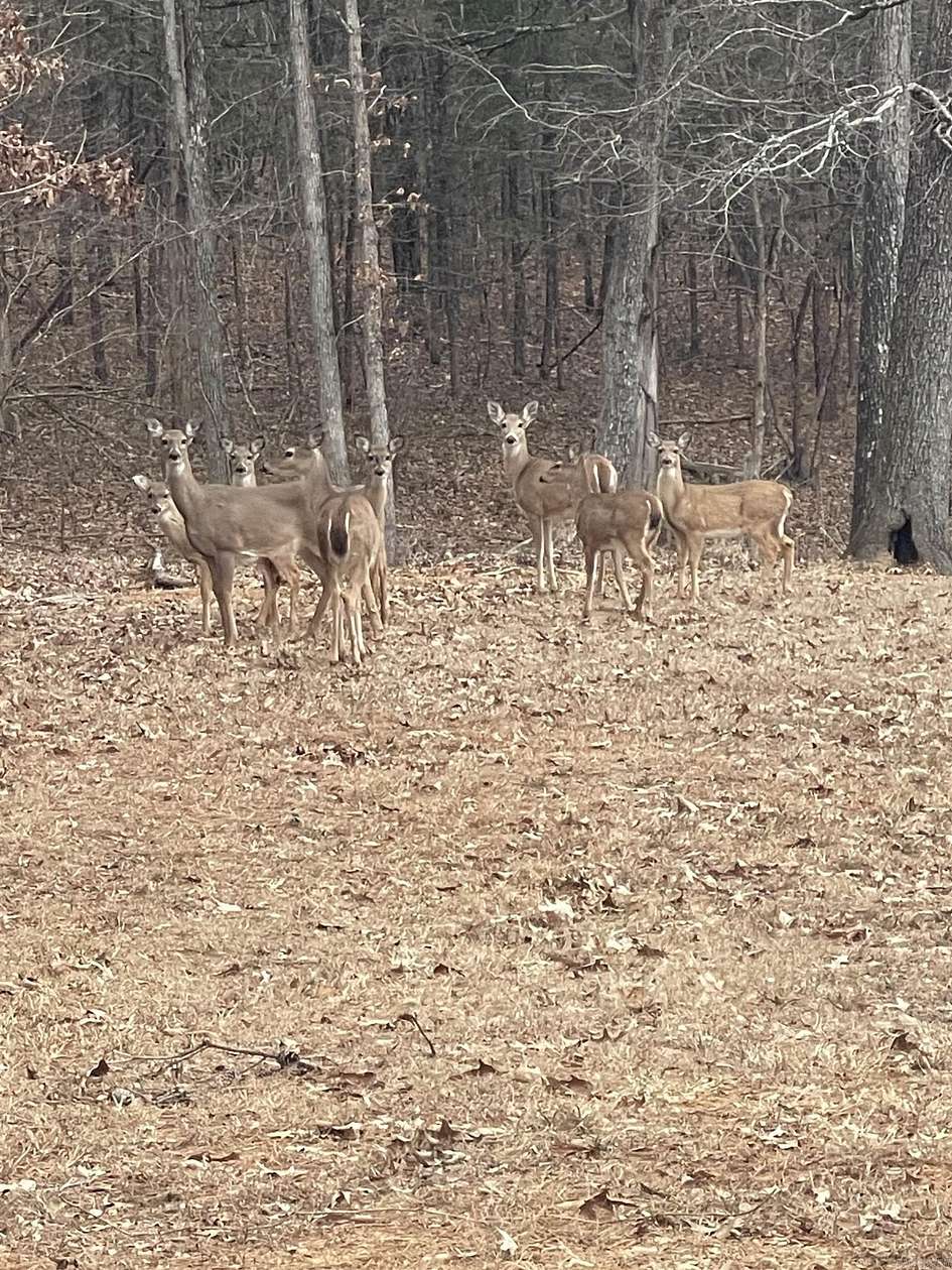 1 Acre of Residential Land for Sale in Shirley, Arkansas