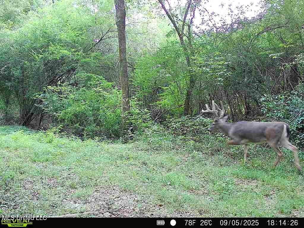 48.6 Acres of Recreational Land for Sale in Morton, Mississippi