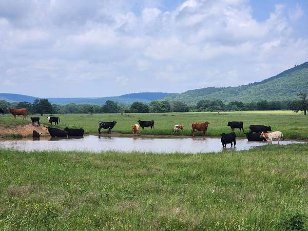 965 Acres of Land with Home for Sale in Talihina, Oklahoma