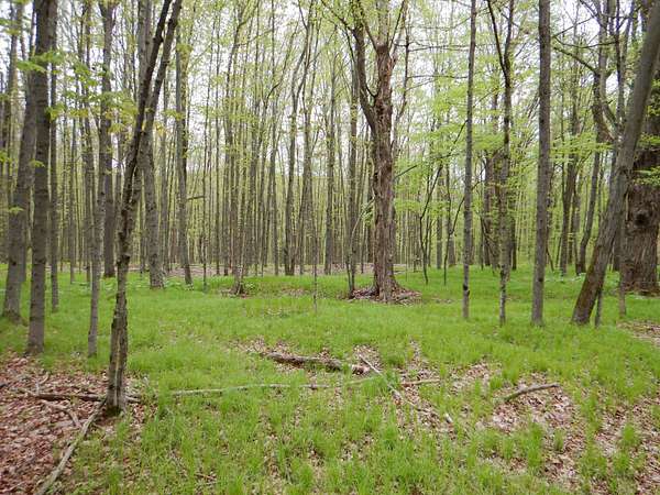 51.4 Acres of Recreational & Residential Land for Sale in Wellsville, New York