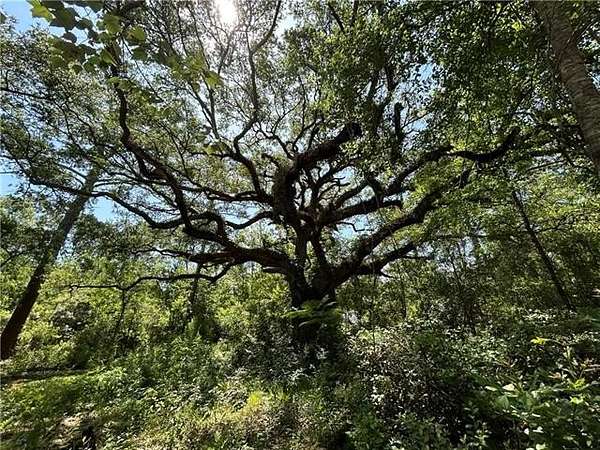 Residential Land for Sale in Lacombe, Louisiana