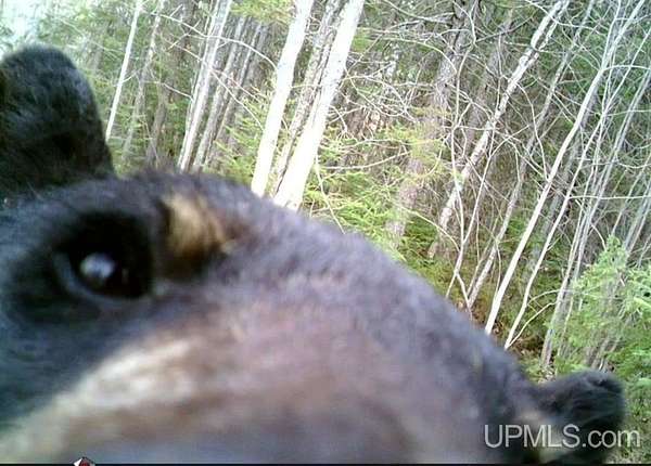 40 Acres of Land for Sale in Lake Linden, Michigan