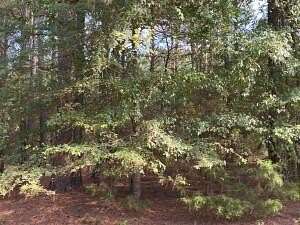 10 Acres of Land for Sale in London, Arkansas