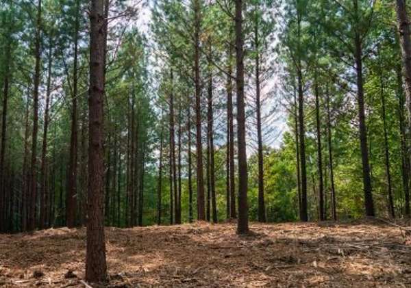 14 Acres of Land for Sale in Linden, Tennessee