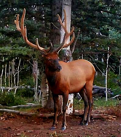 184 Acres of Recreational Land for Sale in Montrose, Colorado