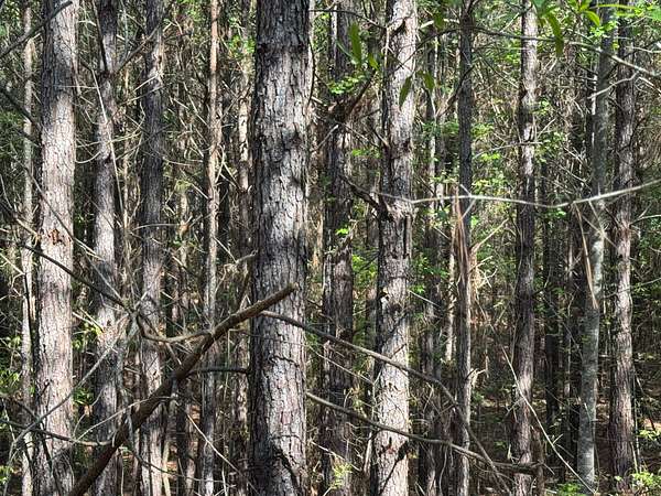 120 Acres of Recreational Land for Sale in Jacksons' Gap, Alabama