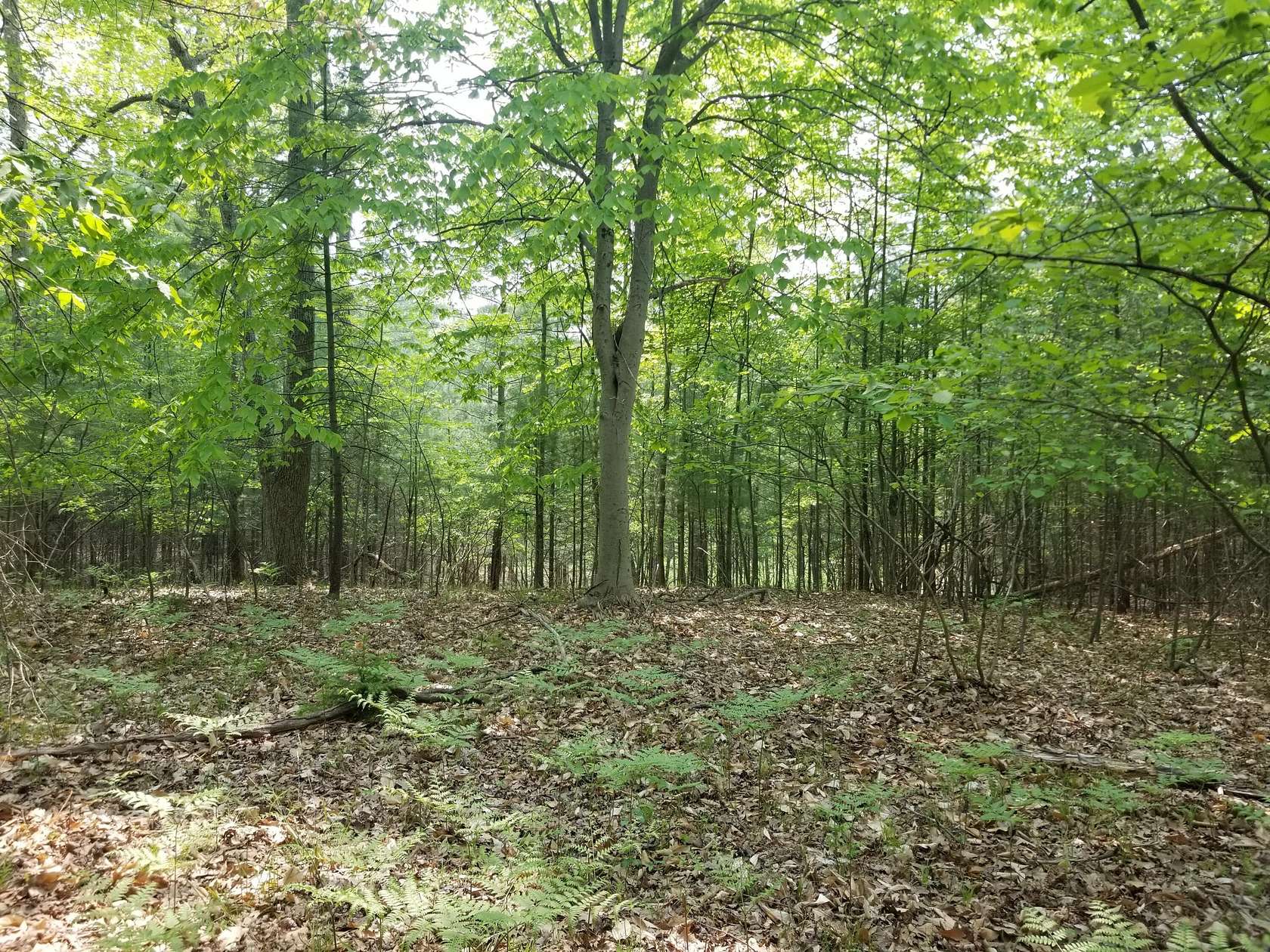 4.54 Acres of Land for Sale in Irons, Michigan