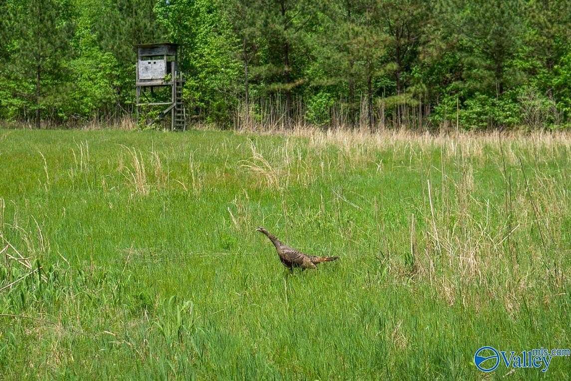 377 Acres of Recreational Land for Sale in Princeton, Alabama