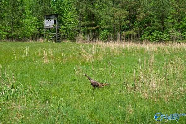 377 Acres of Recreational Land for Sale in Princeton, Alabama