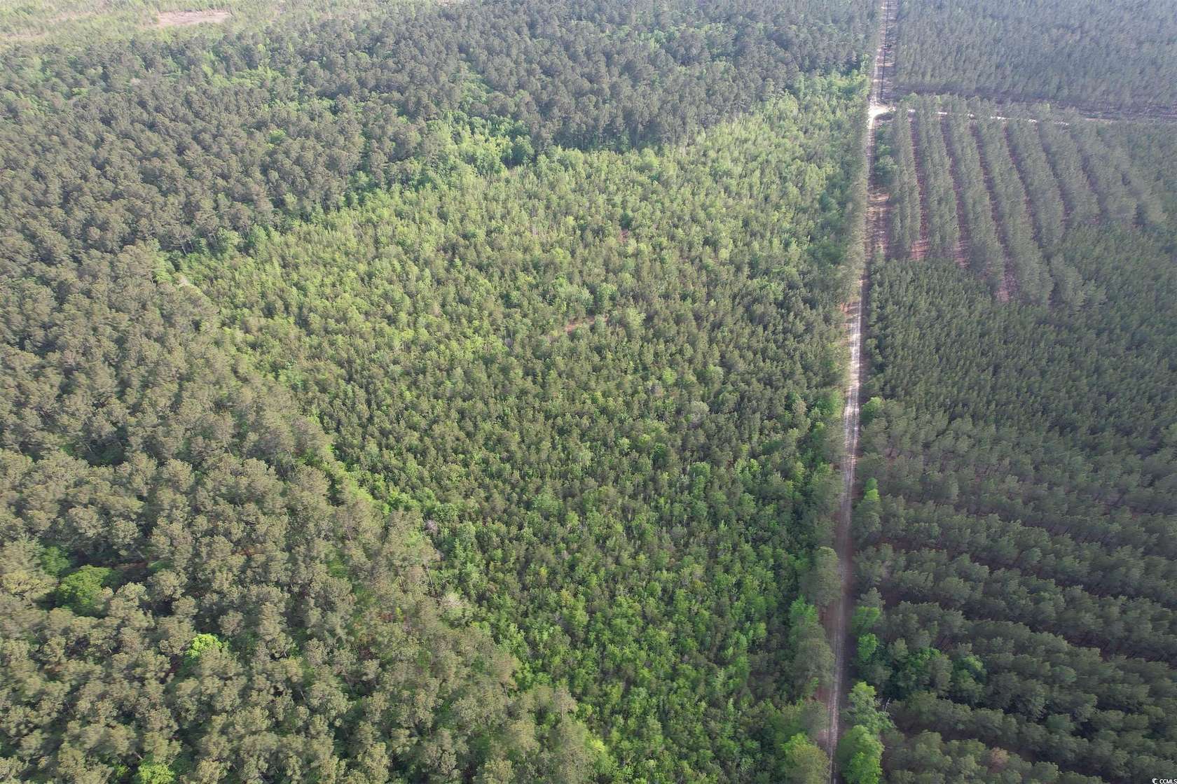 24.7 Acres of Recreational Land for Sale in Greeleyville, South Carolina