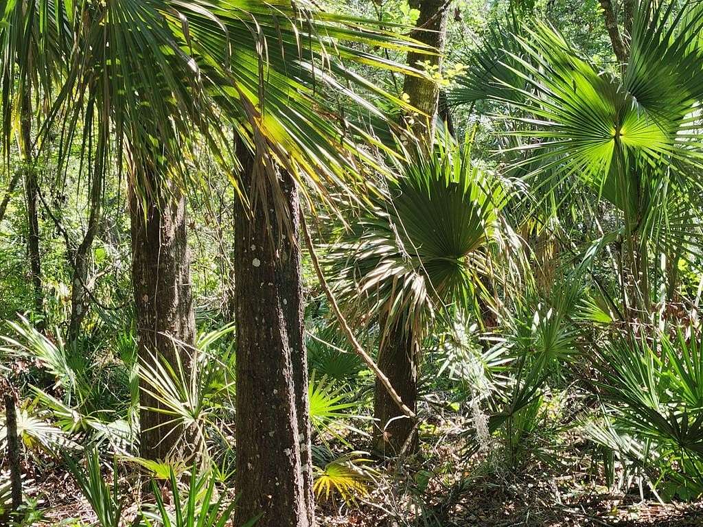 4.83 Acres of Land for Sale in Old Town, Florida