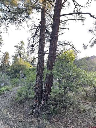 14.3 Acres of Recreational Land for Sale in Pagosa Springs, Colorado