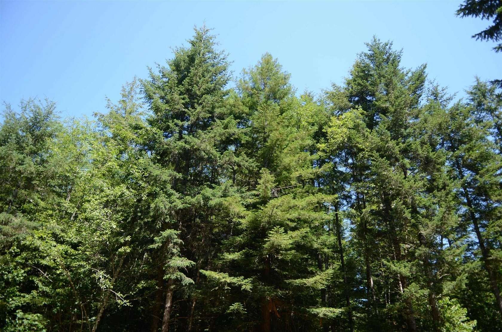 1 Acre of Residential Land for Sale in Crescent City, California