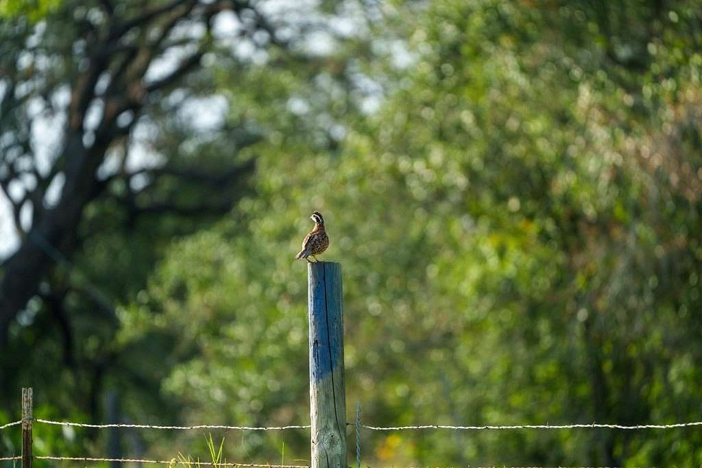 15 Acres of Recreational Land for Sale in Odessa, Texas