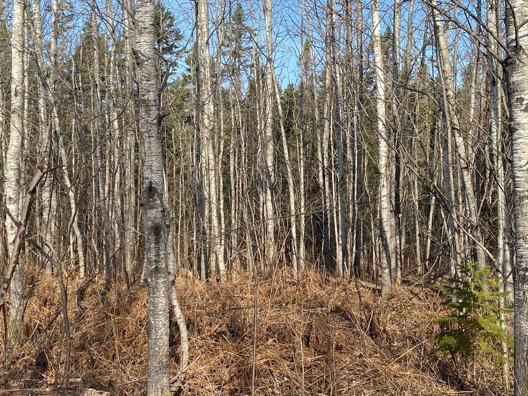 400 Acres of Land for Sale in Phillips, Wisconsin