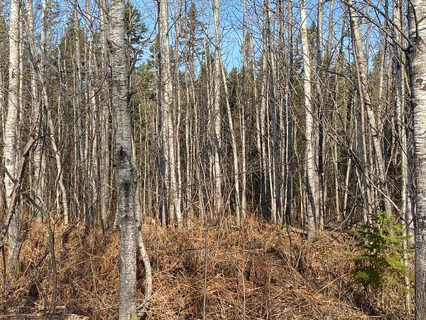 400 Acres of Land for Sale in Phillips, Wisconsin