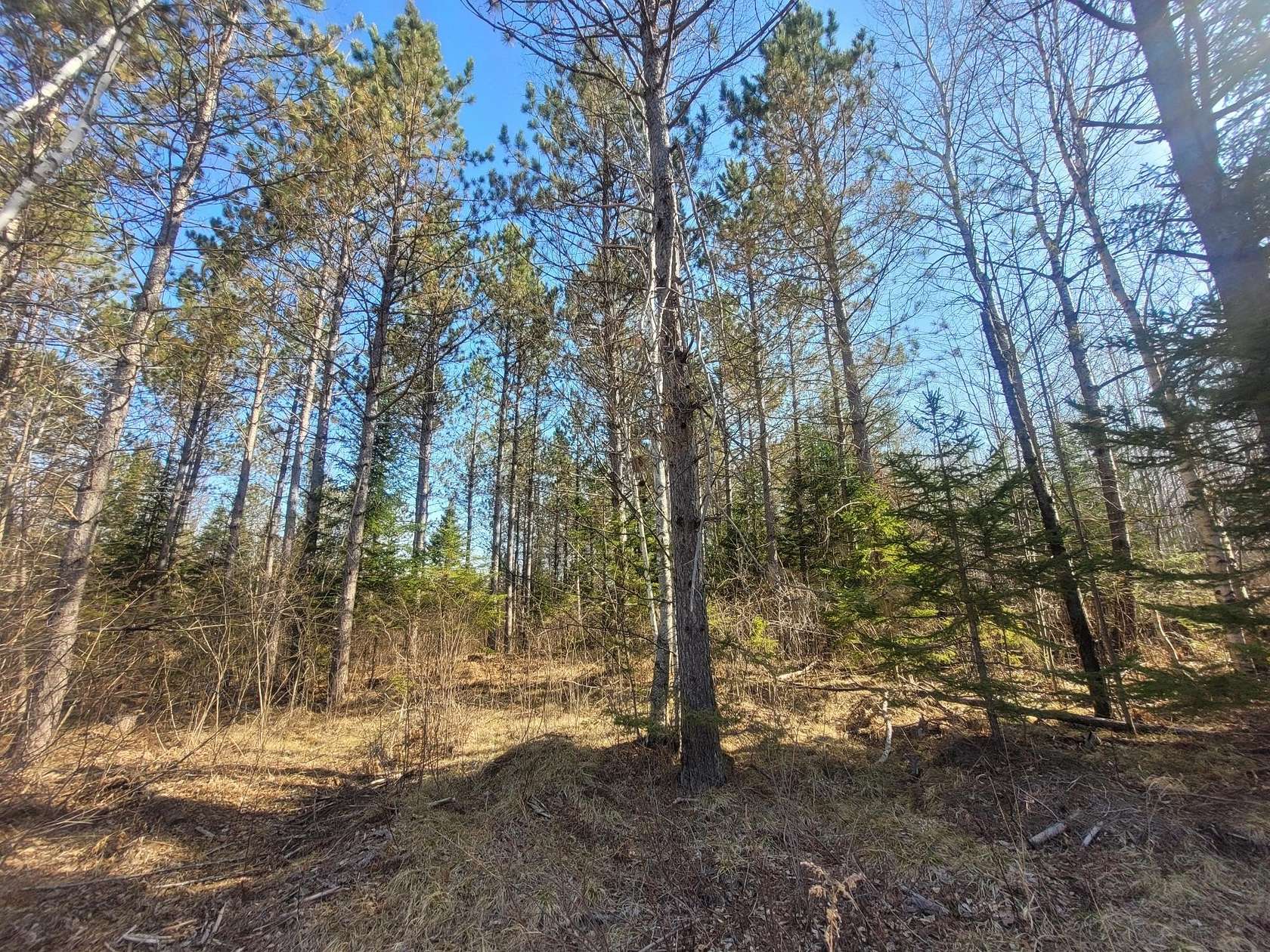 40 Acres of Recreational Land for Sale in Loretta, Wisconsin