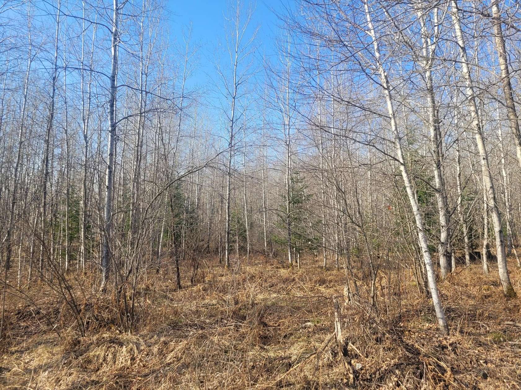 40 Acres of Recreational Land for Sale in Loretta, Wisconsin