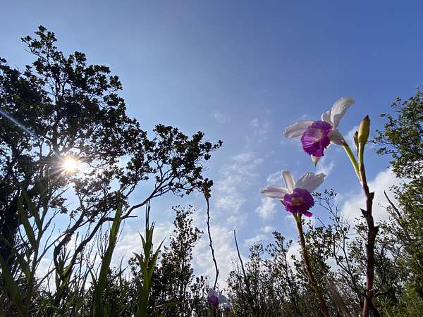 3 Acres of Land for Sale in Volcano, Hawaii