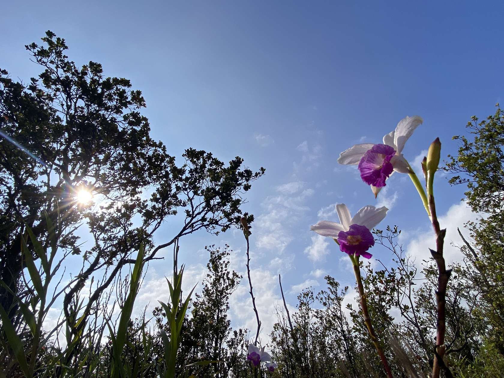 3 Acres of Land for Sale in Volcano, Hawaii