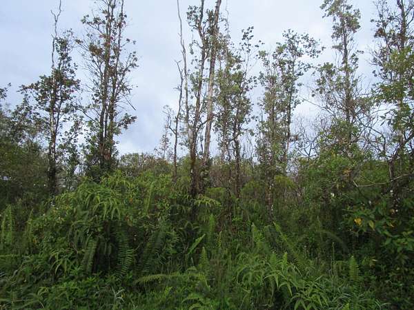 0.19 Acres of Land for Sale in Kurtistown, Hawaii
