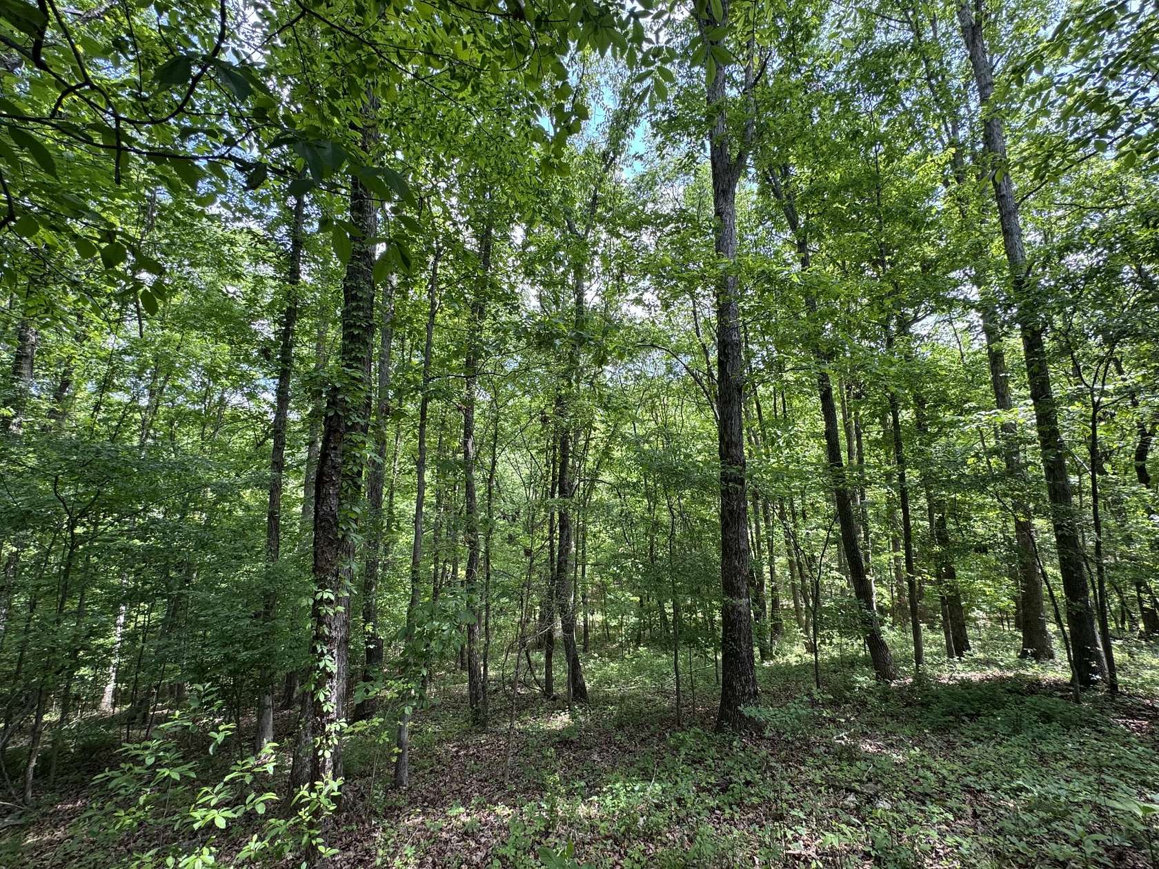 9.83 Acres of Residential Land for Sale in Ringgold, Georgia
