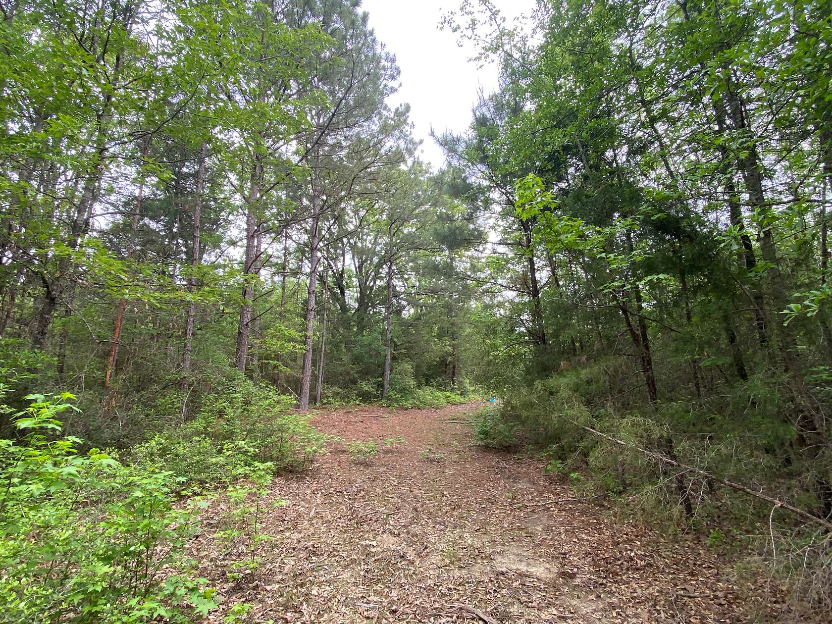 183 Acres of Recreational Land & Farm for Sale in Jefferson, Texas