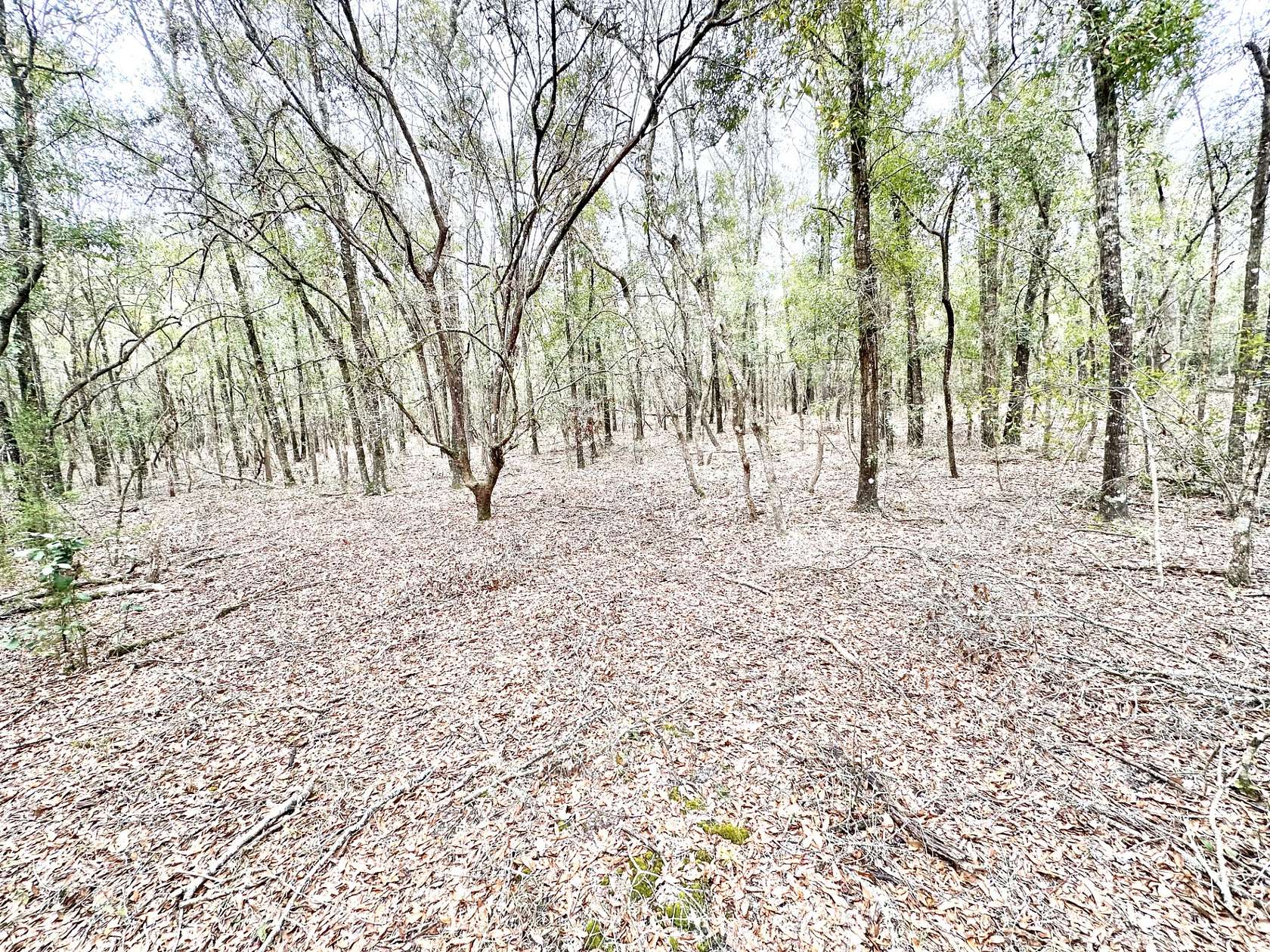 0.58 Acres of Residential Land for Sale in Mayo, Florida