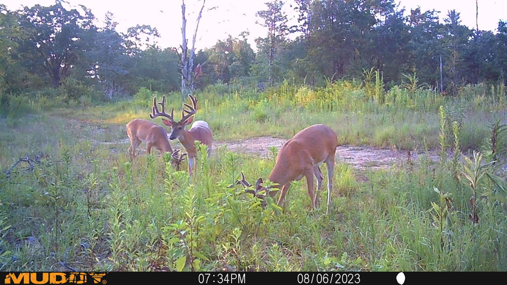 242 Acres of Recreational Land for Sale in Cecil, Arkansas