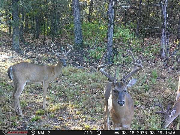 242 Acres of Recreational Land for Sale in Cecil, Arkansas