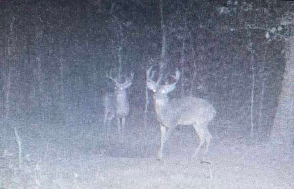 80 Acres of Recreational Land & Farm for Sale in Winona, Missouri