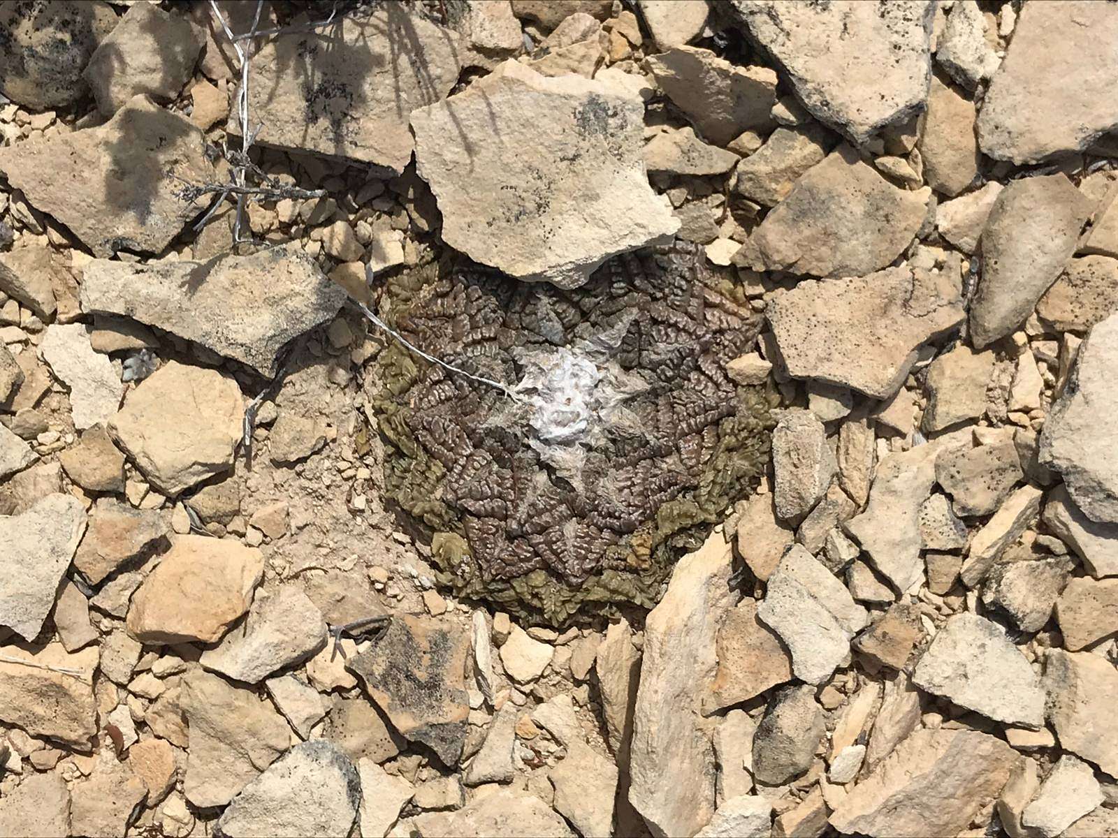 41 Acres of Recreational Land for Sale in Terlingua, Texas