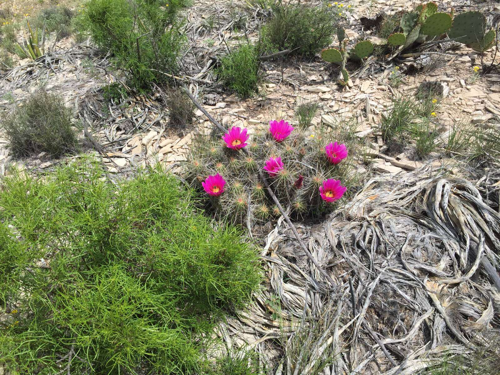 41 Acres of Recreational Land for Sale in Terlingua, Texas
