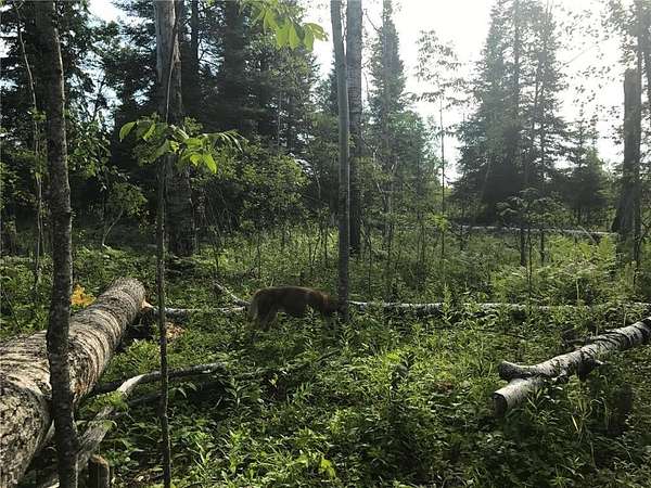 40 Acres of Recreational Land for Sale in Alango Township, Minnesota
