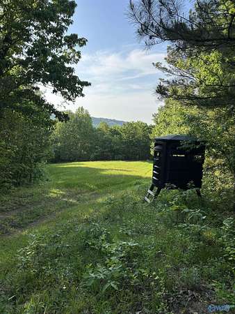 133 Acres of Land for Sale in Altoona, Alabama