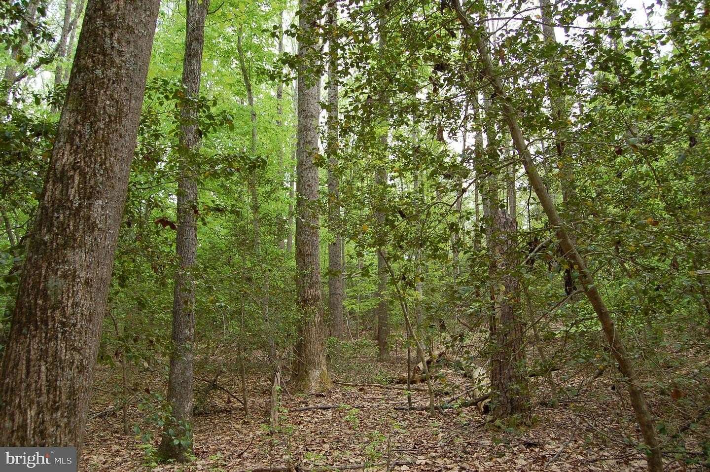30 Acres of Recreational & Residential Land for Sale in Rappahannock Academy, Virginia