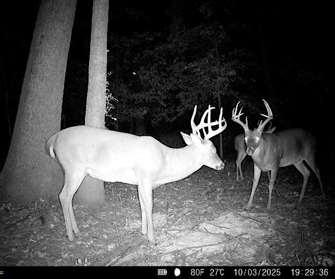 200 Acres of Recreational Land & Farm for Sale in Marvell, Arkansas