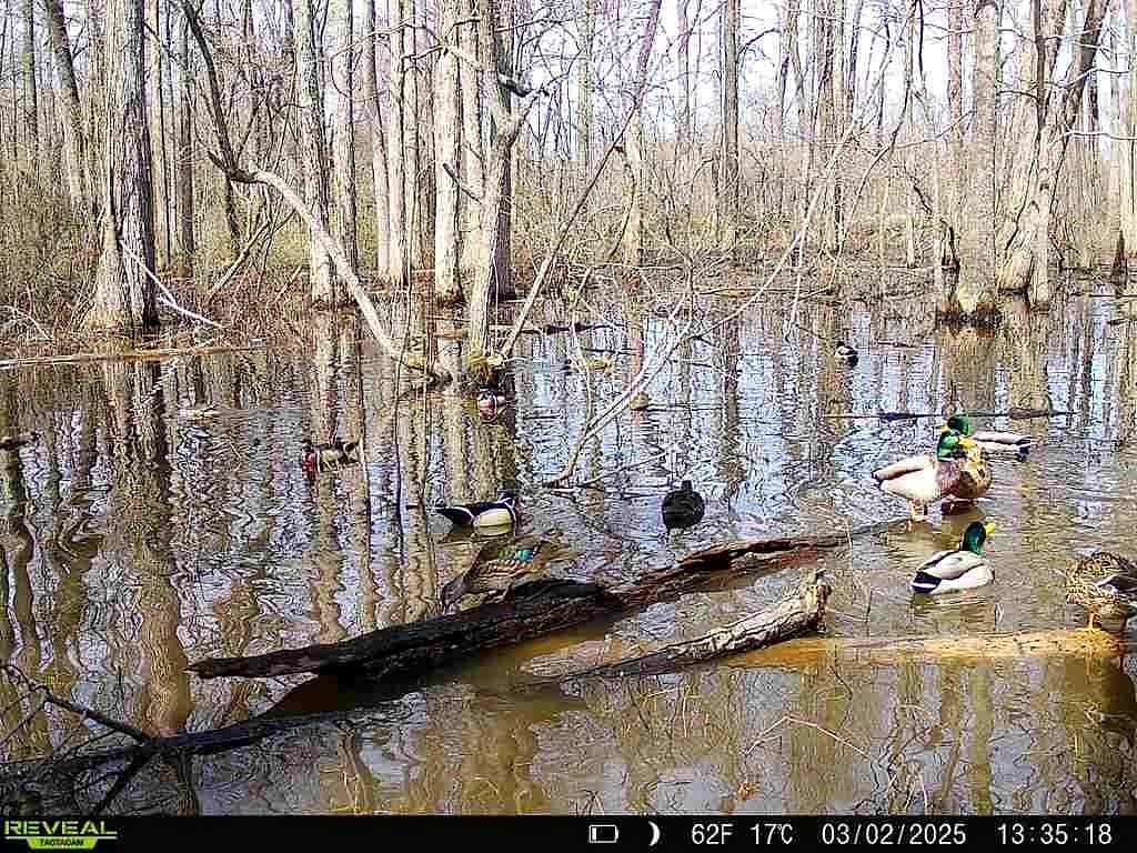 200 Acres of Recreational Land & Farm for Sale in Marvell, Arkansas