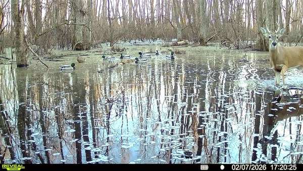 200 Acres of Recreational Land & Farm for Sale in Marvell, Arkansas