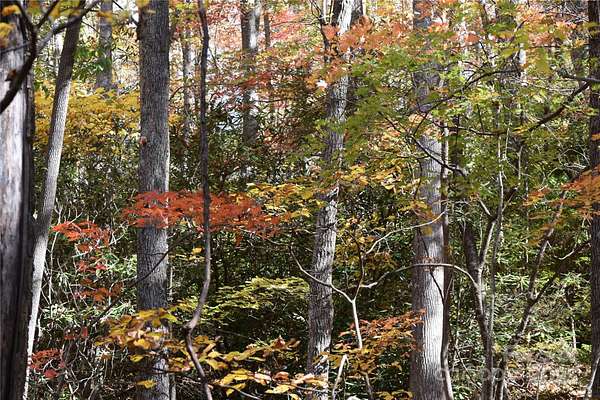 3.76 Acres of Residential Land for Sale in Burnsville, North Carolina