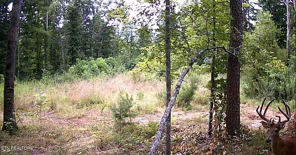 54.5 Acres of Recreational Land for Sale in Jamestown, Tennessee