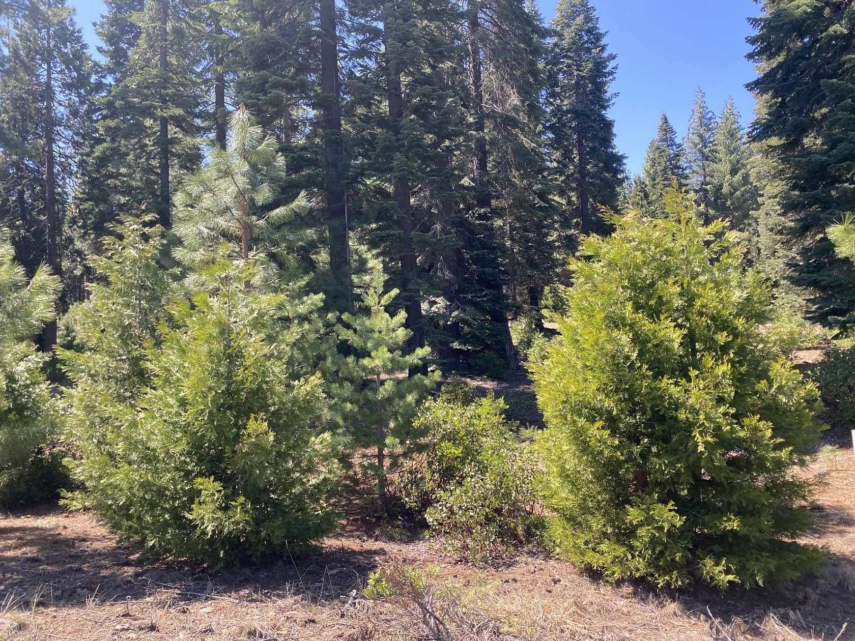 0.25 Acres of Residential Land for Sale in Lake Almanor Peninsula, California