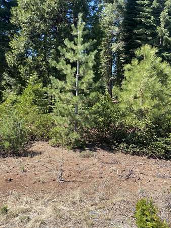 0.26 Acres of Residential Land for Sale in Lake Almanor Peninsula, California