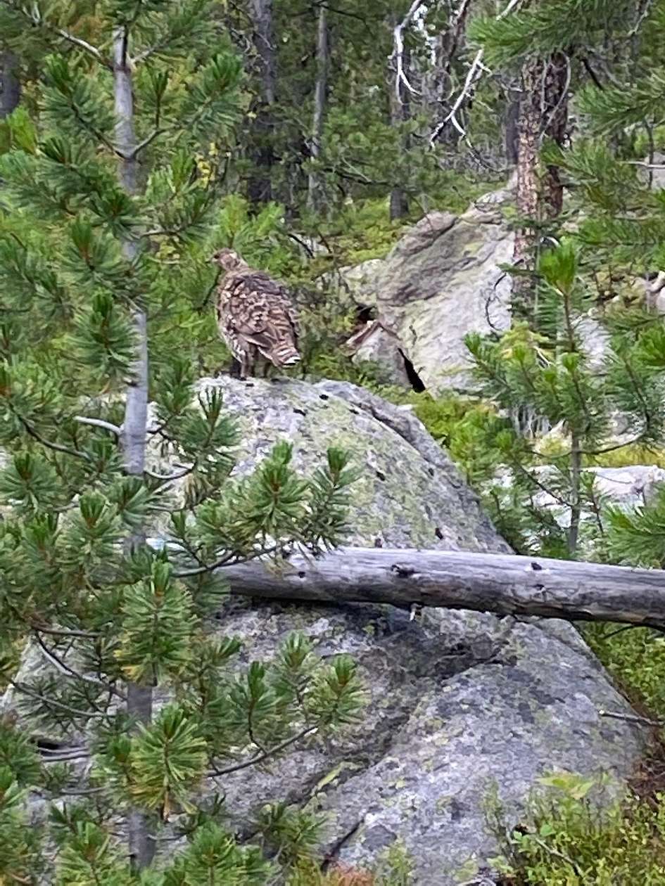 16.6 Acres of Land for Sale in Philipsburg, Montana