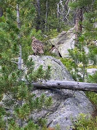 16.6 Acres of Land for Sale in Philipsburg, Montana