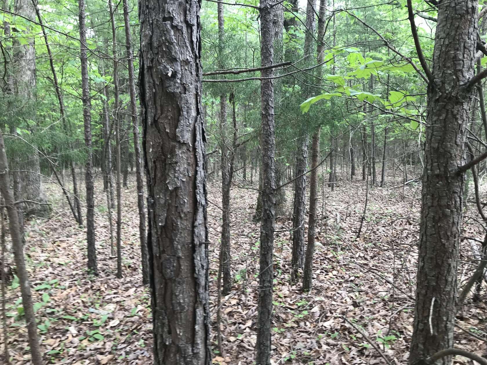 10 Acres of Land for Sale in Dunlap, Tennessee