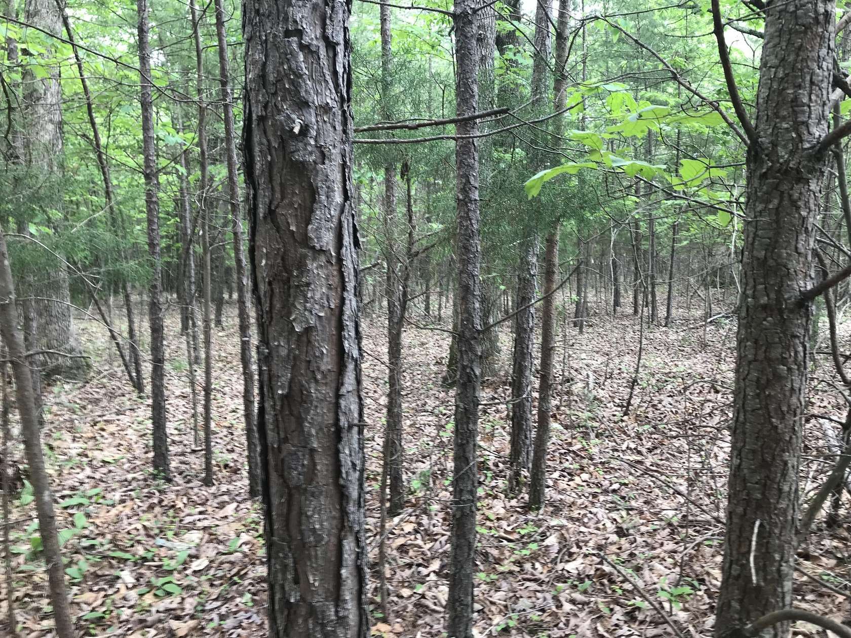 10 Acres of Land for Sale in Dunlap, Tennessee