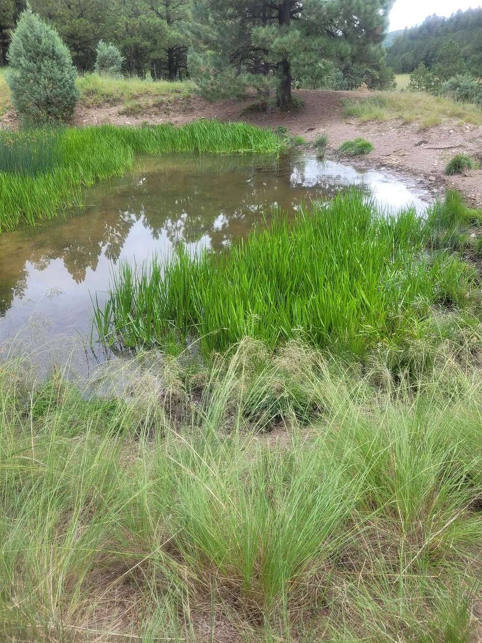 30 Acres of Recreational Land & Farm for Sale in Sacramento, New Mexico